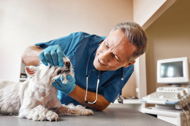 Best Emergency Broken Tooth Repair in Donora, PA